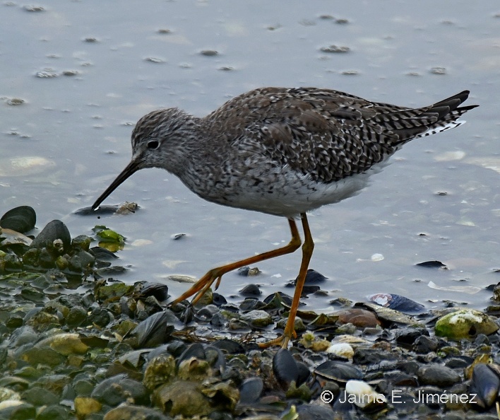 Lesser_Yellowlegs_Tringa_flavipes_Ten_Ten_Chiloe_Island_Chile.jpg
