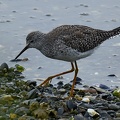 Lesser Yellowlegs