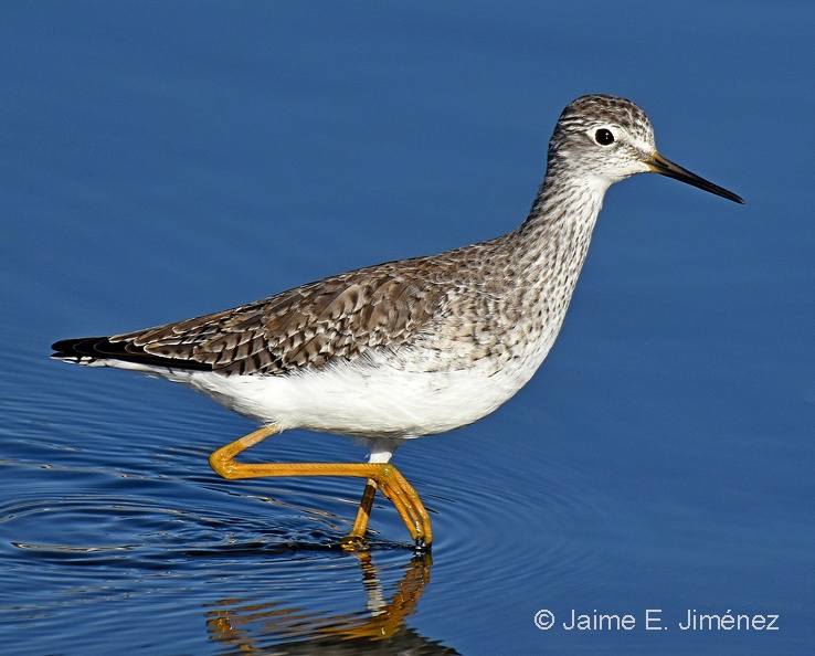 Lesser_Yellowlegs_Tringa_flavipes_Ten_Ten_Chiloe_Island_Chile_10.jpg