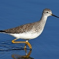 Lesser Yellowlegs