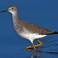Lesser Yellowlegs