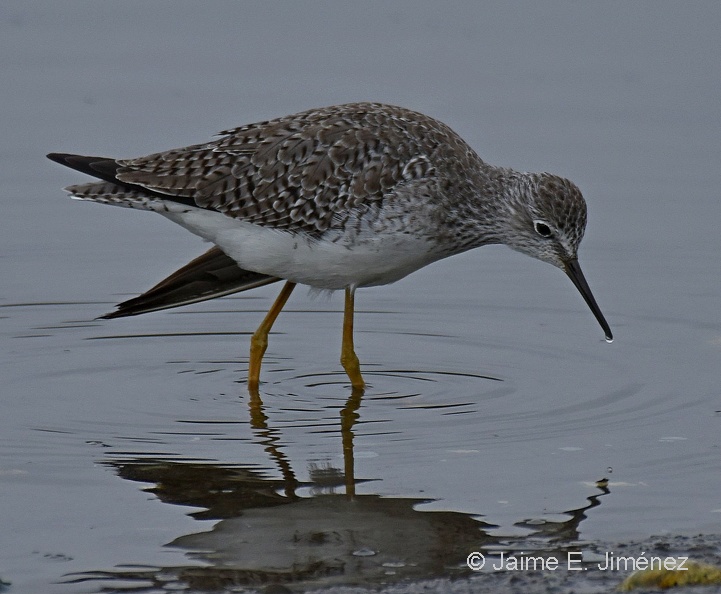 Lesser_Yellowlegs_Tringa_flavipes_Ten_Ten_Chiloe_Island_Chile_2.jpg