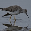 Lesser Yellowlegs