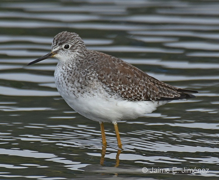 Lesser_Yellowlegs_Tringa_flavipes_Ten_Ten_Chiloe_Island_Chile_3.jpg