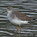 Lesser Yellowlegs
