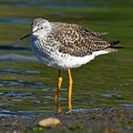 Lesser Yellowlegs