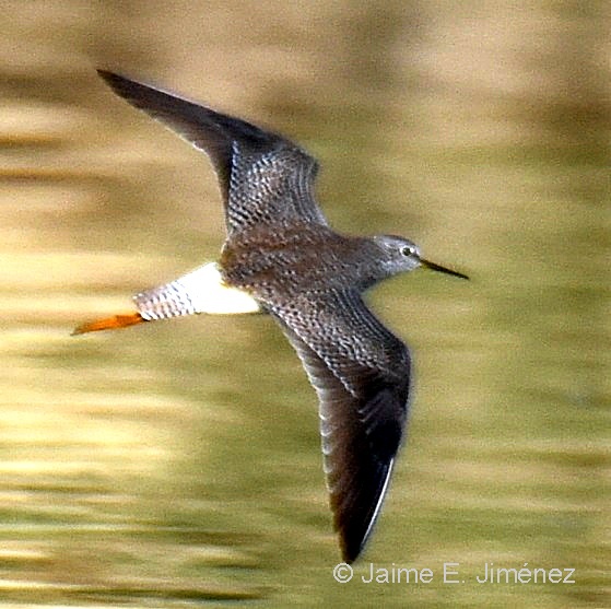 Lesser_Yellowlegs_Tringa_flavipes_Ten_Ten_Chiloe_Island_Chile_6.jpg