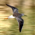 Lesser Yellowlegs