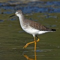 Lesser Yellowlegs