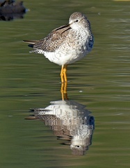Lesser Yellowlegs