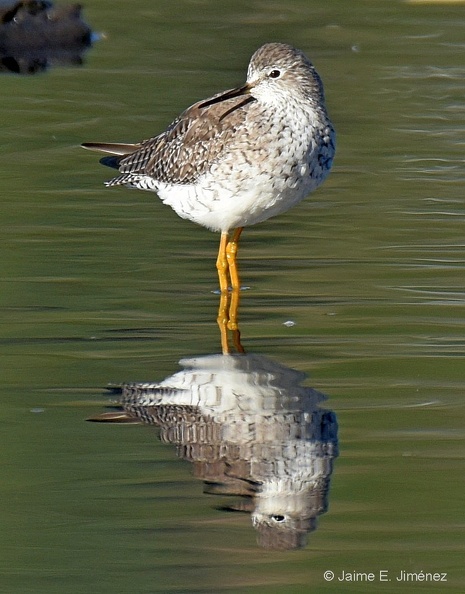 Lesser_Yellowlegs_Tringa_flavipes_Ten_Ten_Chiloe_Island_Chile_8.jpg