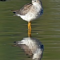 Lesser Yellowlegs