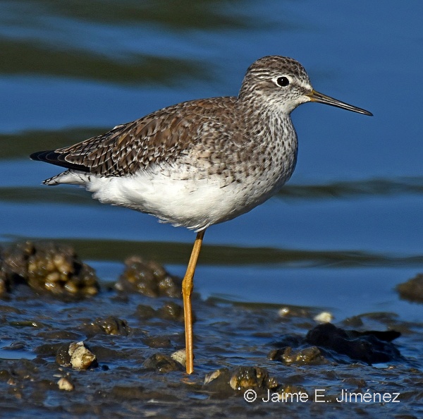 Lesser_Yellowlegs_Tringa_flavipes_Ten_Ten_Chiloe_Island_Chile_9.jpg