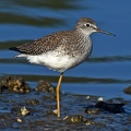 Lesser Yellowlegs