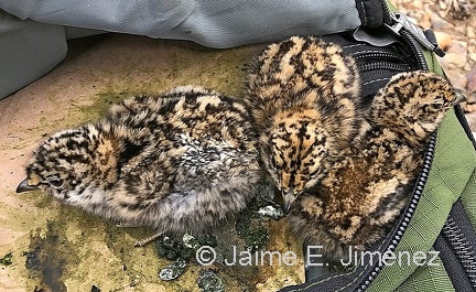 White-bellied Seedsnipe chicks
