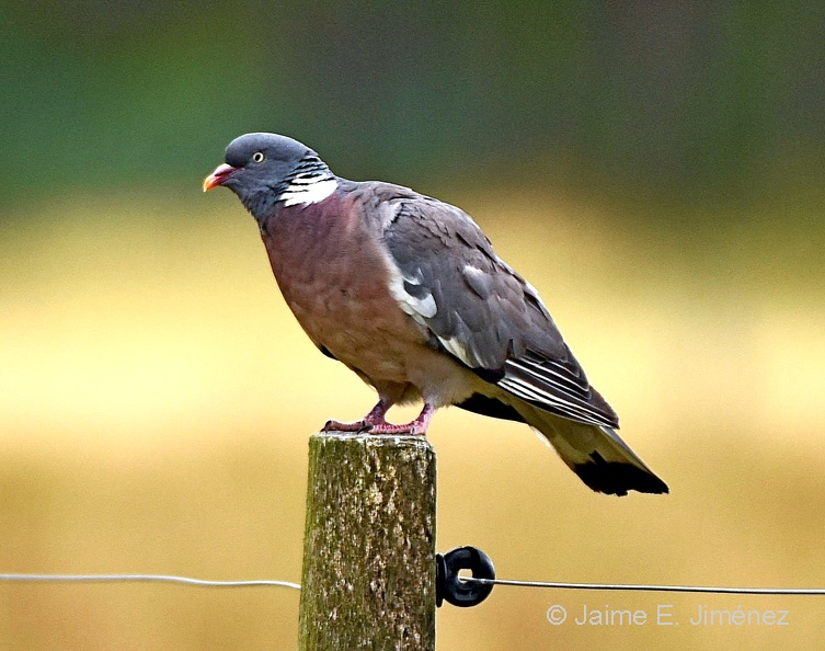 Common_Wood_Pigeon_Columba_palumbus_Falster_Island_Denmark.jpg