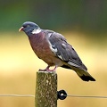 Common Wood Pigeon