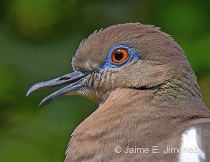 White-winged Dove