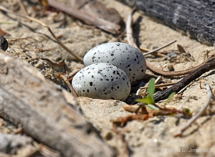 Least Tern eggs