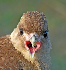 Chimango Caracara juvenile