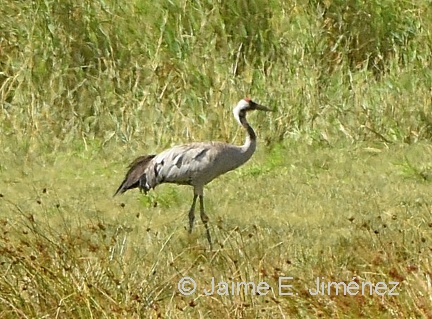 Common Crane