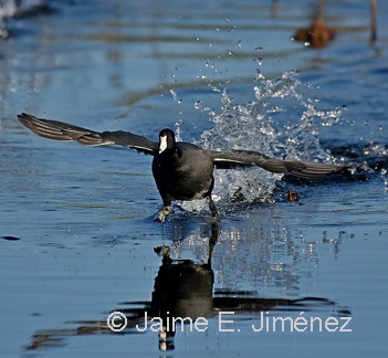 American Coot