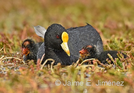 Red-gartered Coots Fulica armillata PN Torres del Paine Chile 6