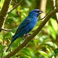 Indigo Bunting male