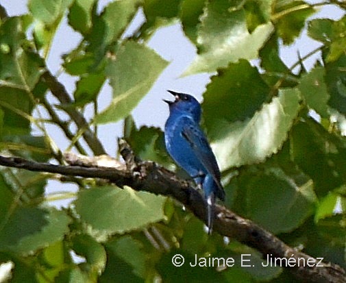 Indigo_Bunting_male_Passerina_cyanea_LLELA_TX.jpg