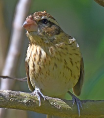 Rose-breasted Grosbeak female