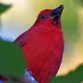 Summer Tanager male