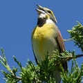 Dickcissel male