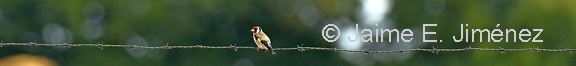 European Goldfinch