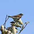 Linnet