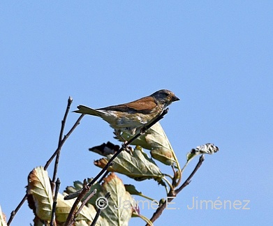 Linnet