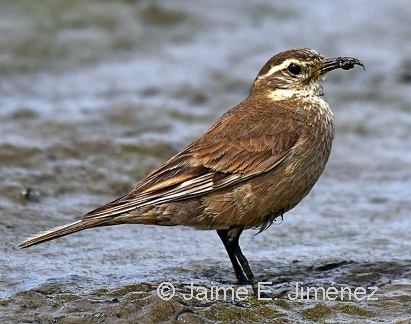 Buff-winged Cinclodes