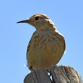Common Miner