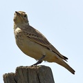 Common Miner