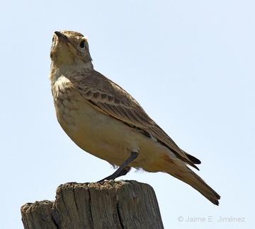 Common Miner