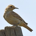 Common Miner