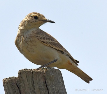 Common Miner