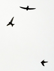 House Martins