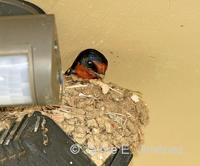 Barn Swallow nest