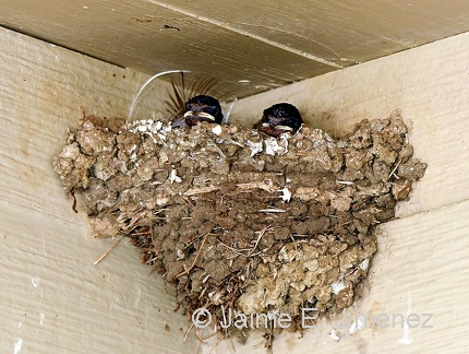 Barn Swallow nest juveniles
