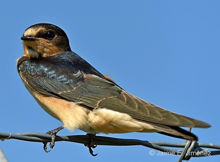 Cliff Swallow adult