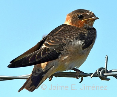 Cliff Swallow juvenile