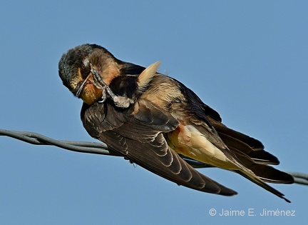 Cliff Swallow juvenile
