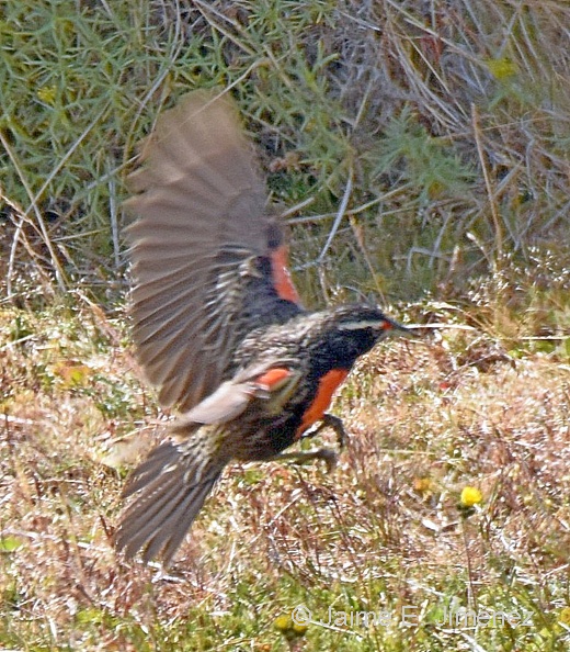 Long-tailed_Meadowlark_Leistes_loyca_Villa_Cerro_Castillo_Chile.jpg