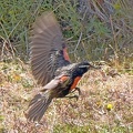 Long-tailed Meadowlark