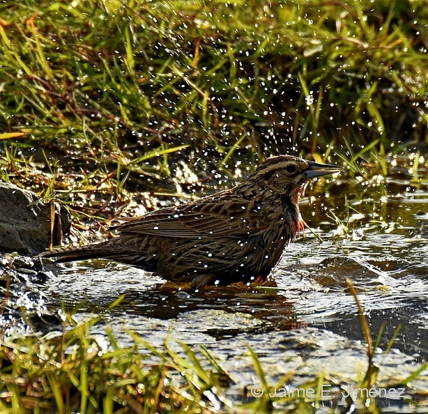 Long-tailed_Meadowlark_female_Leistes_loyca_Navarino_Island_Chile.jpg